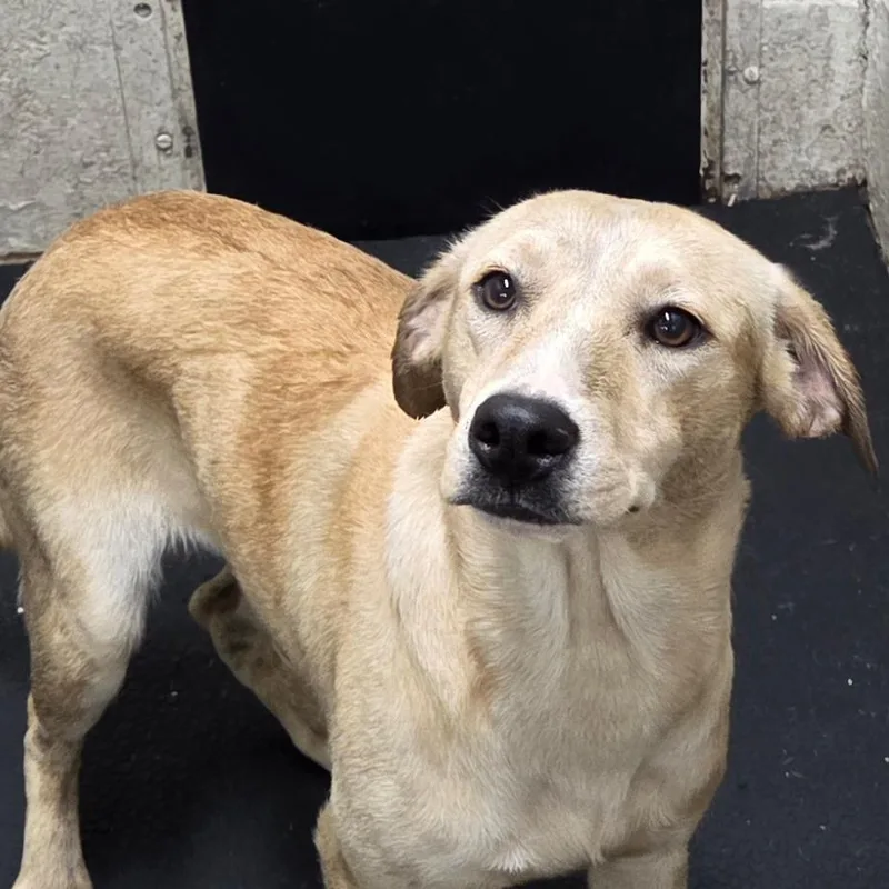 A young medium-sized female Yellow / Tan / Blond / Fawn Labrador Retriever dog named Mini for adoption in Madisonville, KY