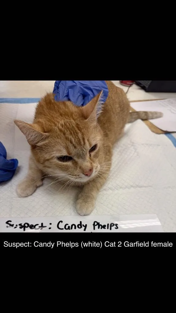 An adult medium-sized female Domestic Short Hair cat named Garfield for adoption in Wintersville, OH