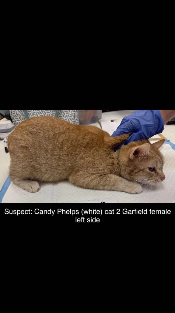 Garfield thumbnail 2