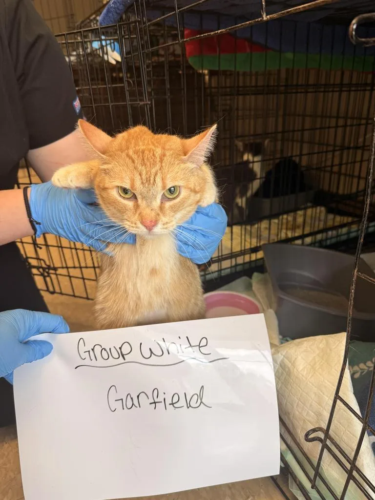 Garfield thumbnail 3
