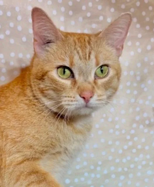 Garfield thumbnail 4