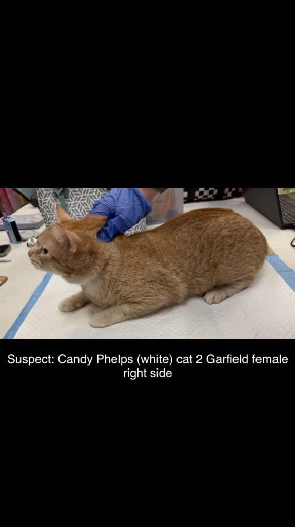 Garfield thumbnail 6