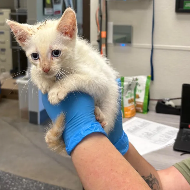 A baby small-sized male White Domestic Short Hair cat named Gordon Ramsey for adoption in Columbiana, AL
