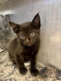 A baby medium-sized female Black Domestic Short Hair cat named Marigold for adoption in Winter Haven, FL