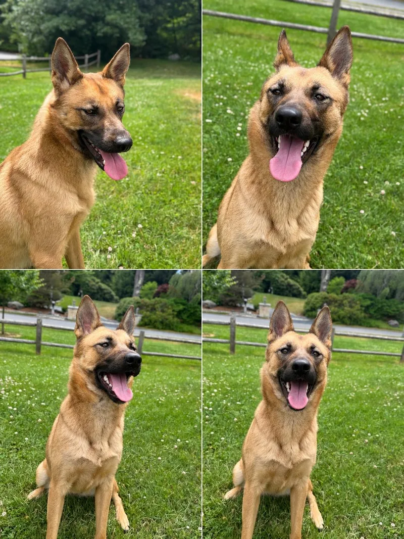 A young medium-sized female Belgian Shepherd / Malinois dog named Cece for adoption in oriskany, NY