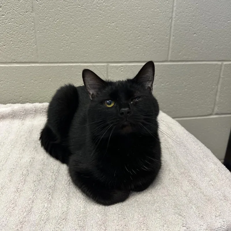An adult medium-sized male Black Domestic Short Hair cat named Ezra for adoption in Bristol, IN