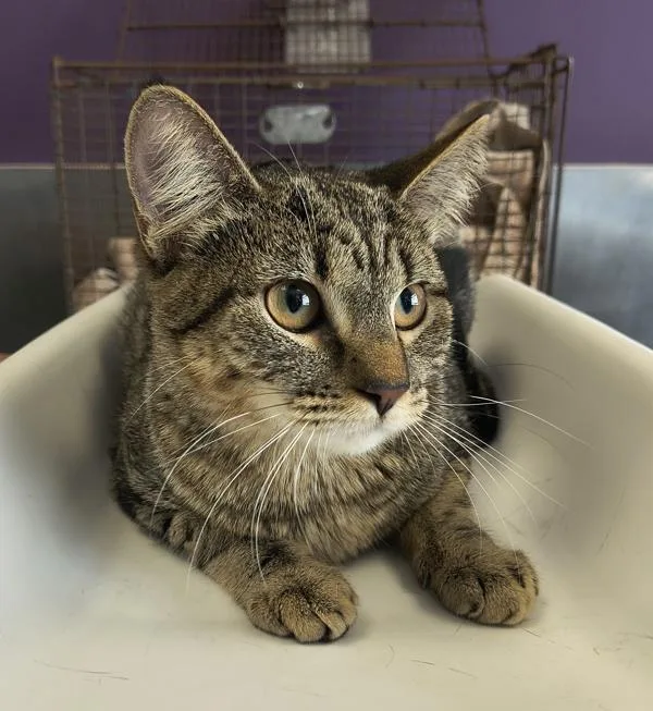 A young medium-sized female Domestic Short Hair cat named Tammy Lynn for adoption in Salt Lake City, UT