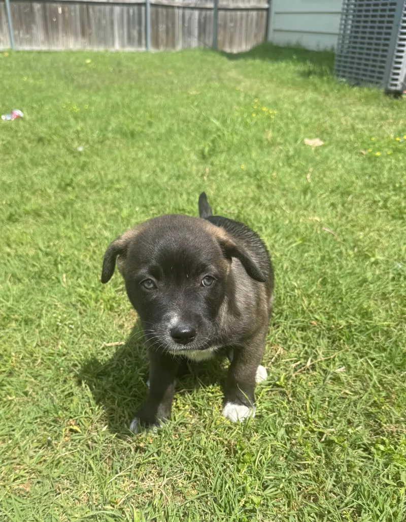A baby medium-sized female Australian Shepherd dog named Daisy for adoption in Plano, TX