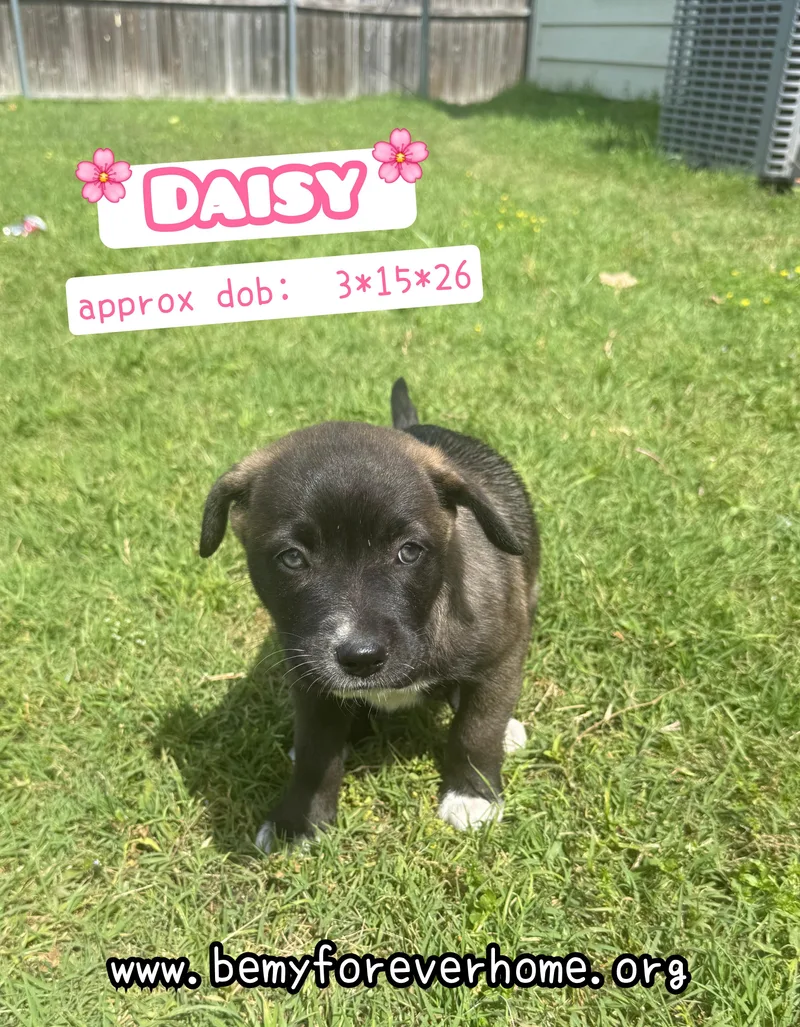Daisy thumbnail 2