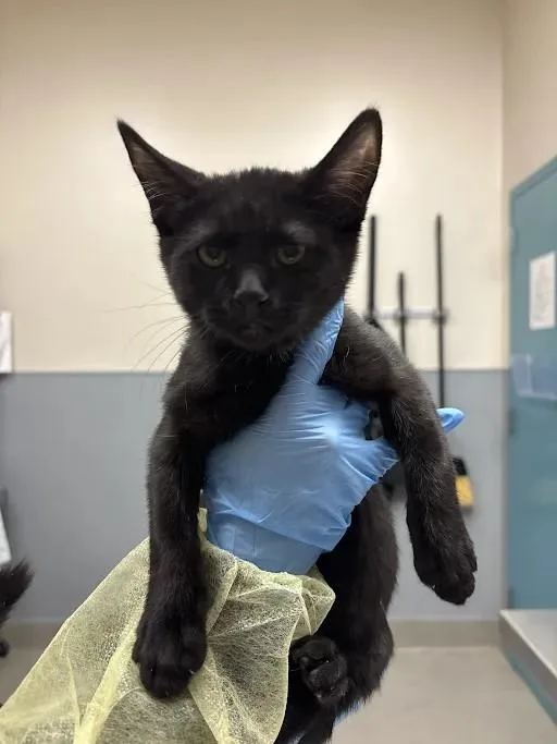 A baby small-sized female Domestic Short Hair cat named Talia Al Ghul for adoption in Las Vegas, NV