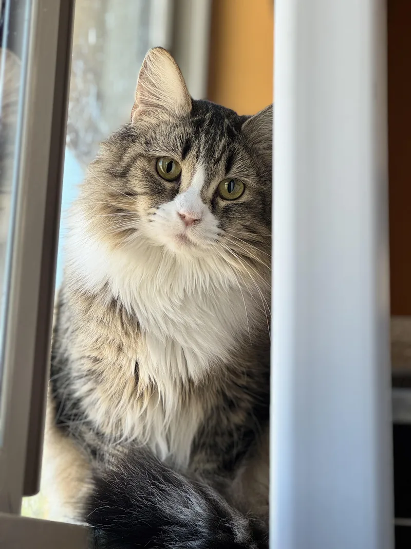 An adult medium-sized female Tabby (Brown / Chocolate) Domestic Medium Hair cat named Mirabelle for adoption in Okanogan, WA
