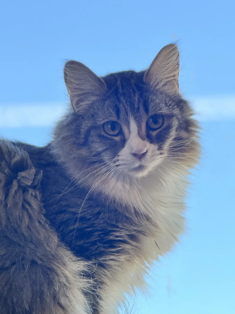 Mirabelle thumbnail 2