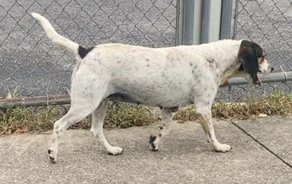 An adult medium-sized female Tricolor (Brown, Black, & White) Beagle dog named Kendra for adoption in Glasgow, KY