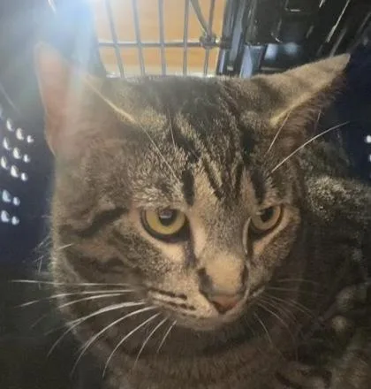 An adult medium-sized male Domestic Short Hair cat named Ty for adoption in Cincinnati, OH