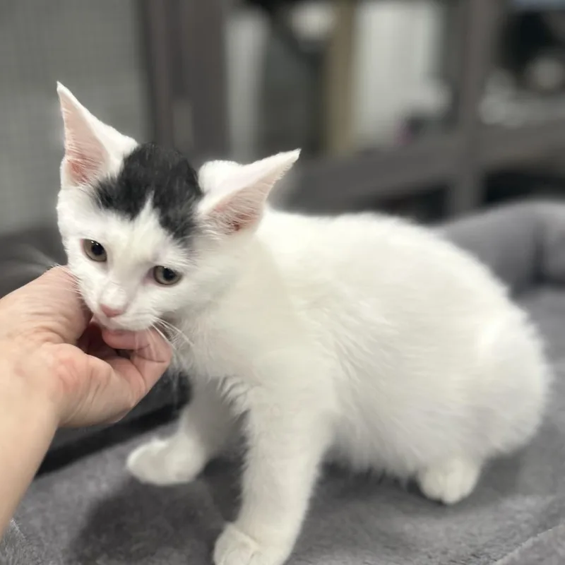 A baby small-sized female White Turkish Van cat named Curly for adoption in Manheim, PA