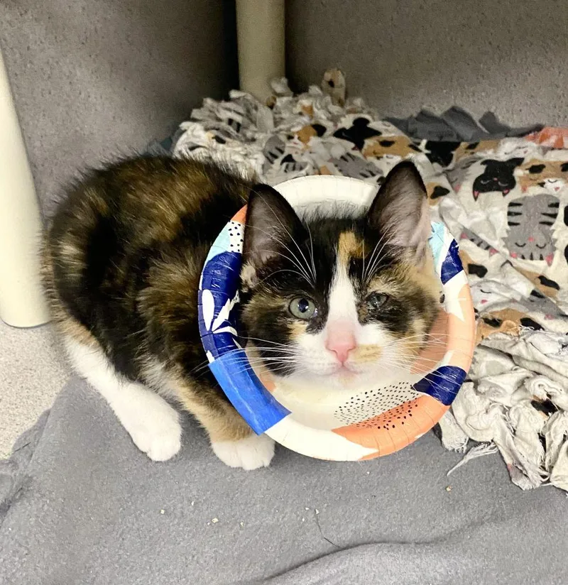 A baby small-sized female Domestic Short Hair cat named Pickles for adoption in Alexandria, VA