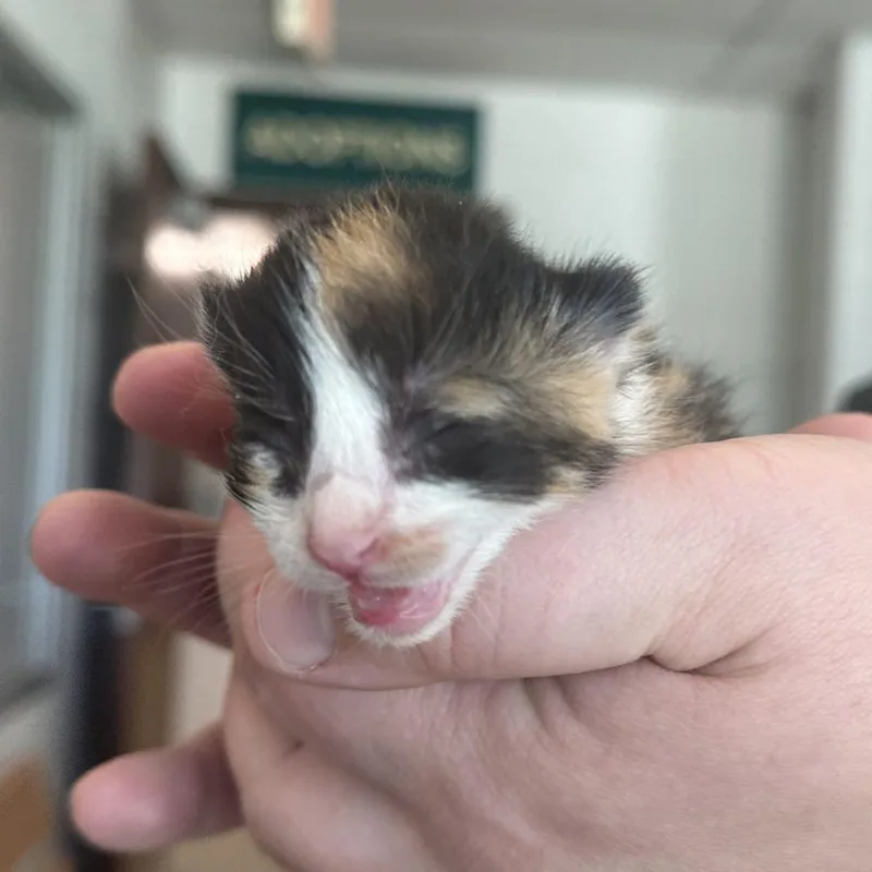 Pickles thumbnail 2