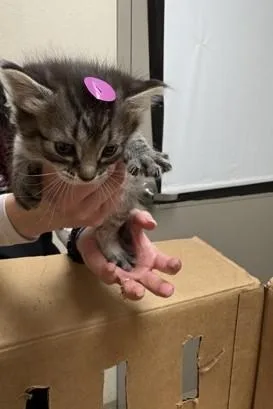 A baby small-sized female Domestic Medium Hair cat named Zuzu for adoption in Longmont, CO