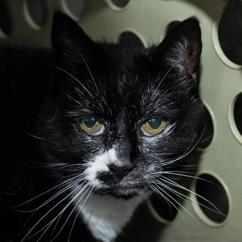 A senior large-sized female Domestic Short Hair cat named Sophie for adoption in Middletown, RI