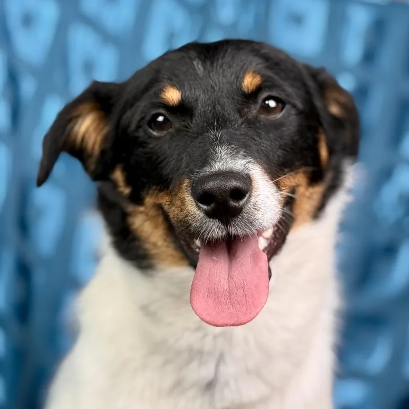 A young small-sized male Terrier dog named Norman: The Sweet  for adoption in Hondo, TX