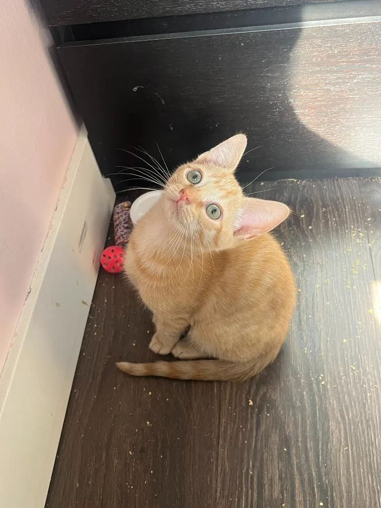 A baby small-sized male Domestic Short Hair cat named Charlemagne for adoption in Lunenburg, MA