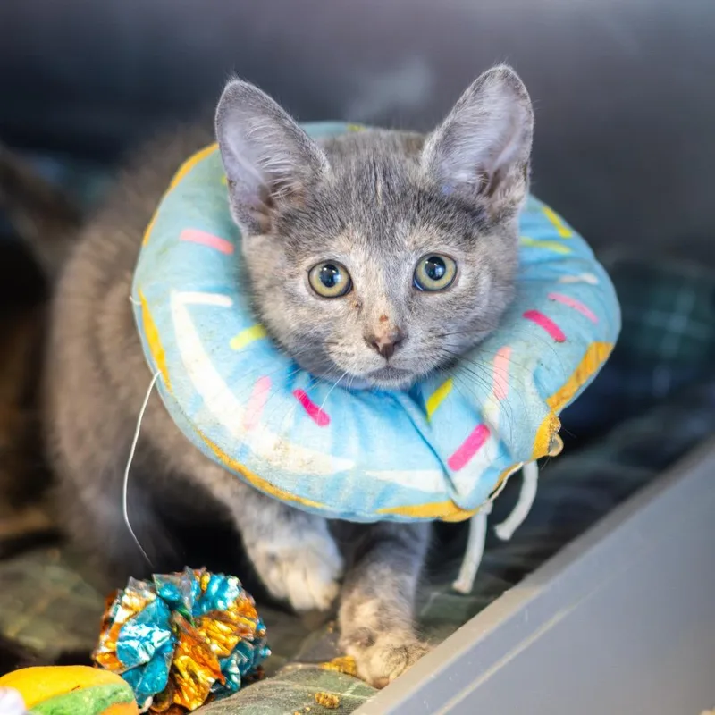 A baby small-sized female Tortoiseshell Domestic Short Hair cat named Papaya for adoption in Wilmington, DE