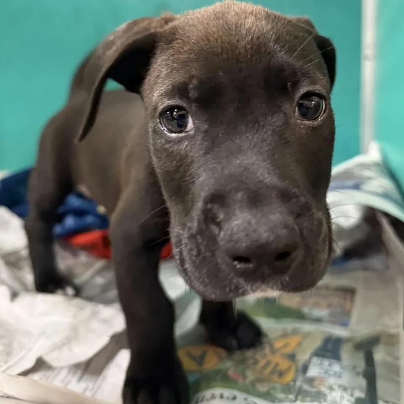 A baby small-sized male Terrier dog named Momo for adoption in San Antonio, TX