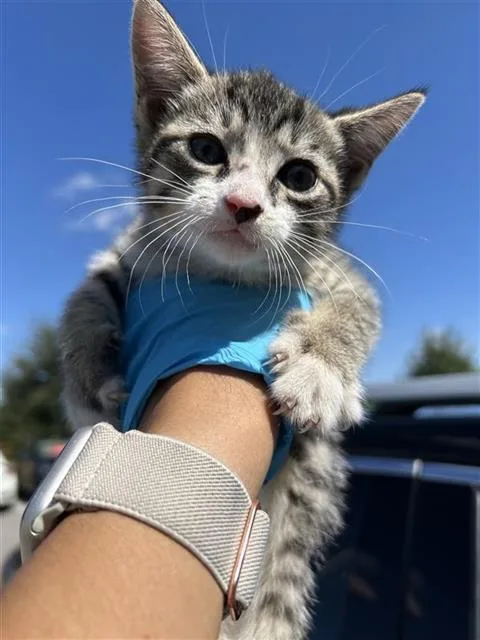 A baby small-sized male Domestic Short Hair cat named Weezer for adoption in San Antonio, TX