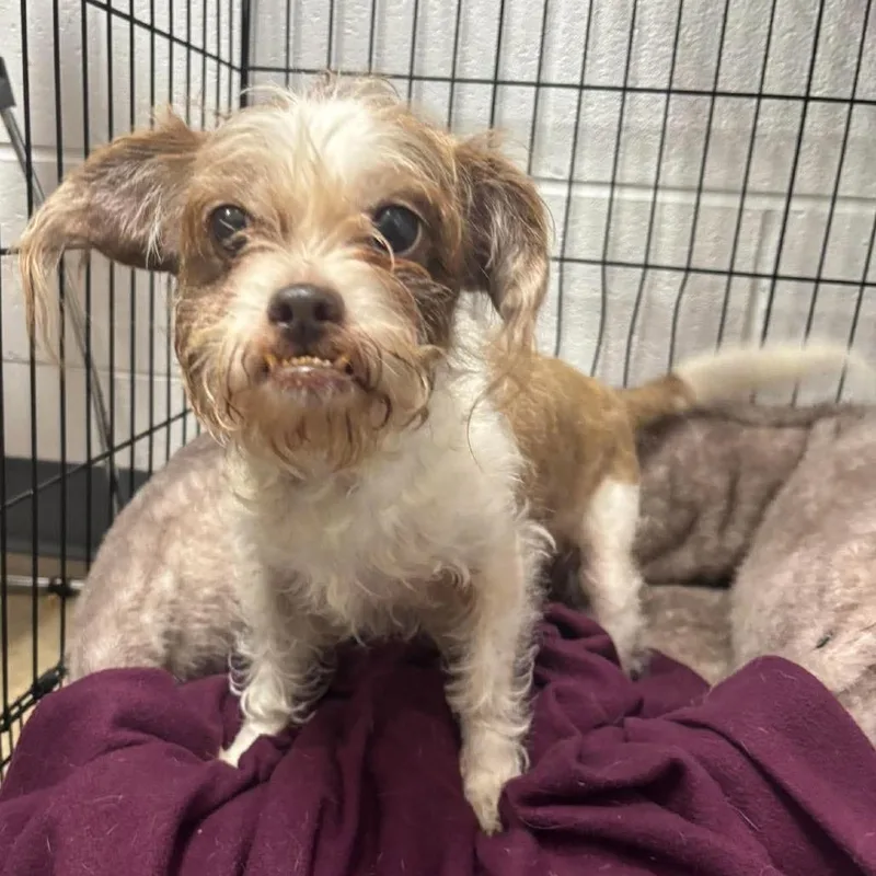A senior small-sized female White / Cream Terrier dog named Garona for adoption in Fredericksburg, VA