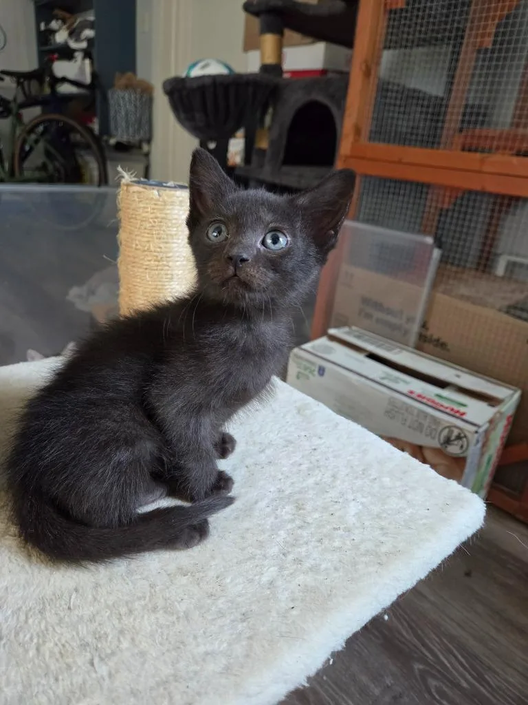 A baby small-sized male Domestic Short Hair cat named Ragnar for adoption in Newnan, GA