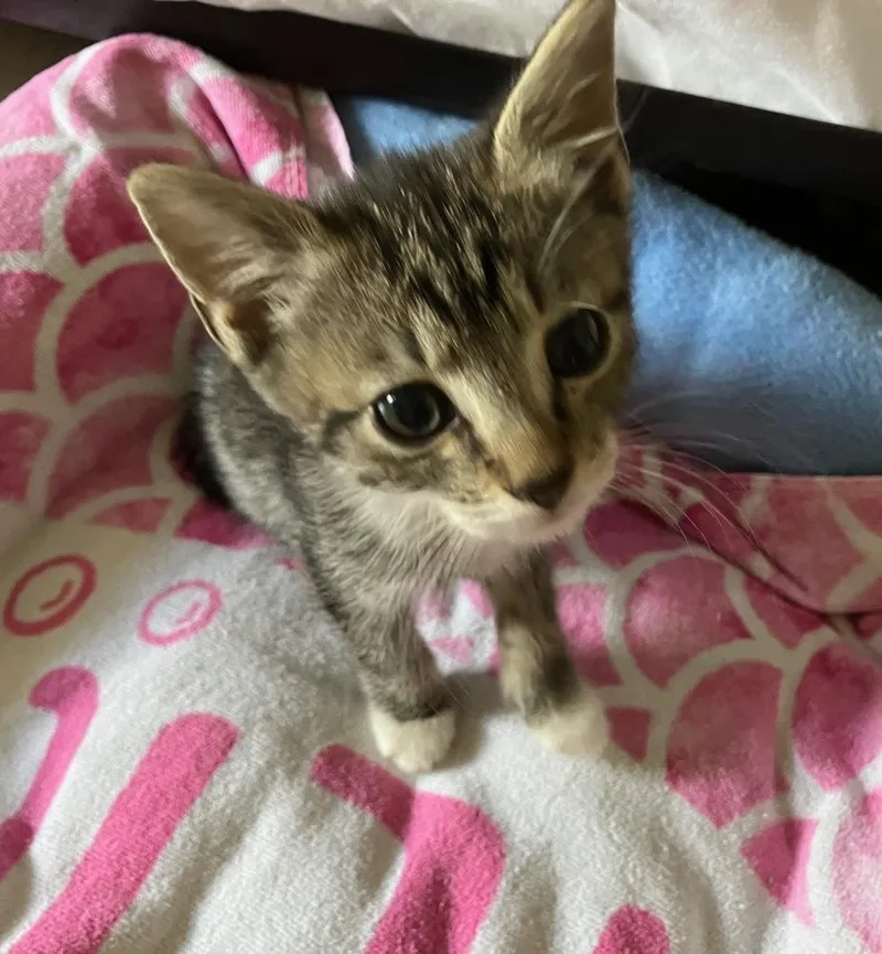 A baby small-sized male Domestic Short Hair cat named Patrick for adoption in Wilmington, NC