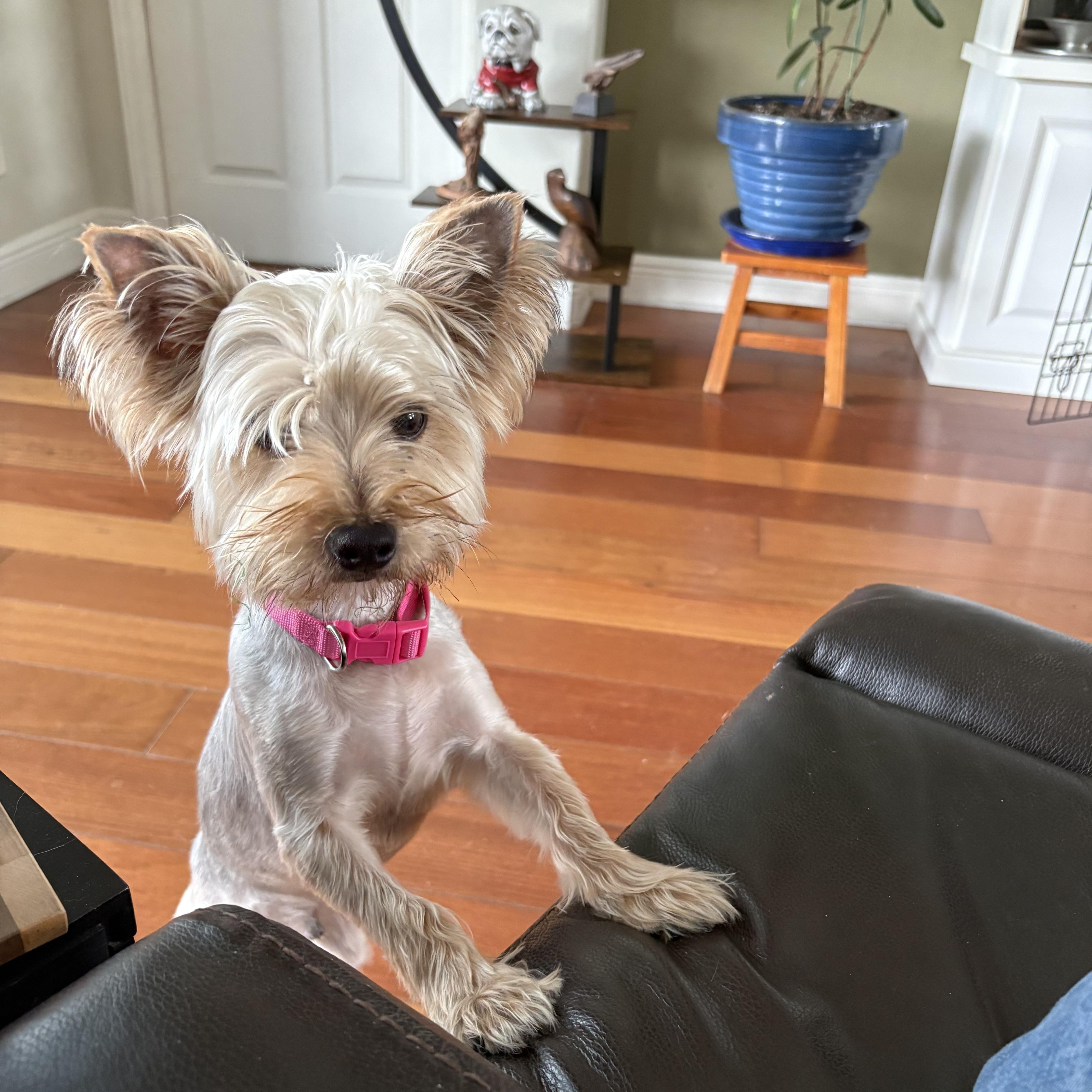 A baby small-sized male Yorkshire Terrier dog named Chico for adoption in Bradenton, FL