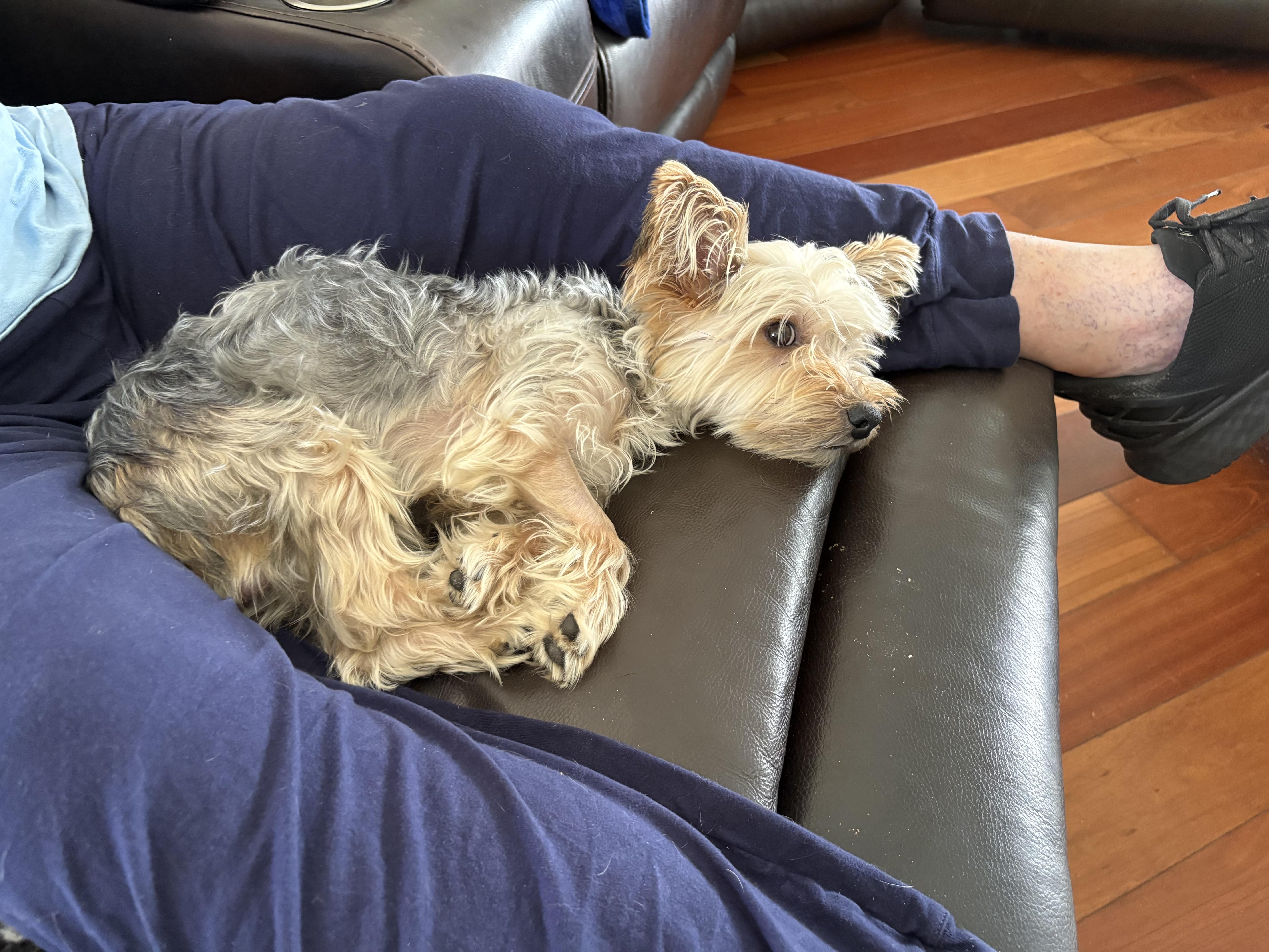 Chico thumbnail 4