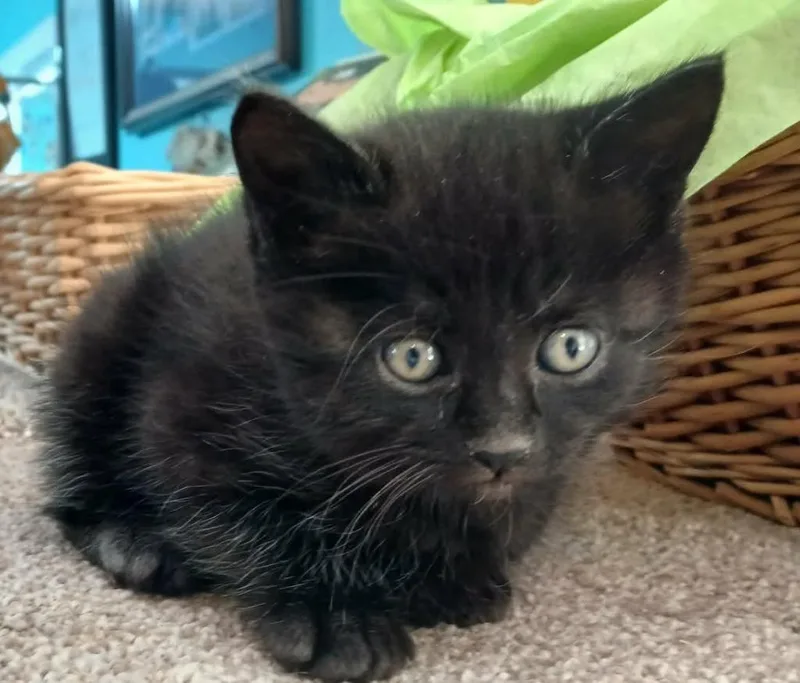 A baby small-sized male Domestic Medium Hair cat named Bullet for adoption in Crocker, MO