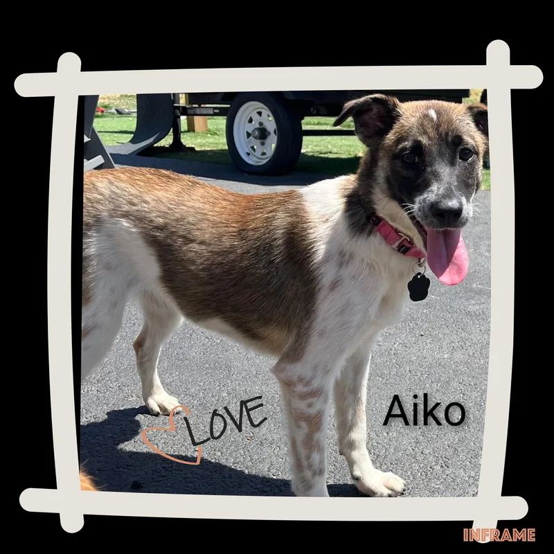 A young medium-sized female Tricolor (Brown, Black, & White) Mixed Breed dog named Aiko for adoption in Fredericksburg, VA