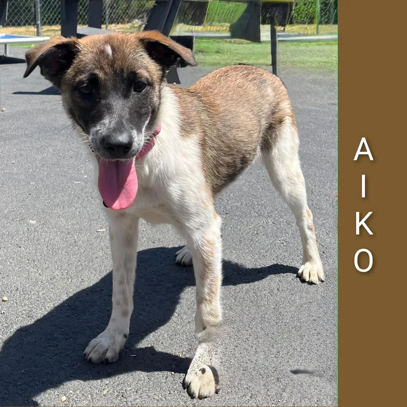 Aiko thumbnail 2