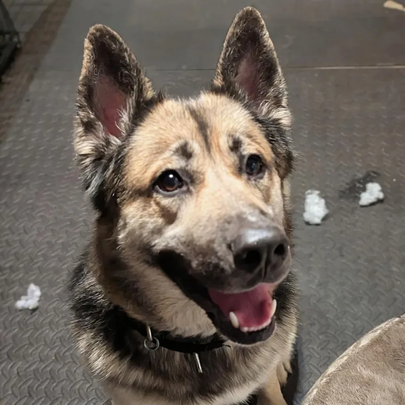 Coby Jack D thumbnail 2