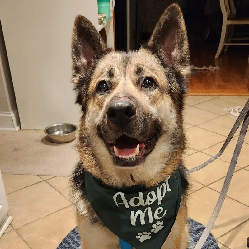 Coby Jack D thumbnail 3