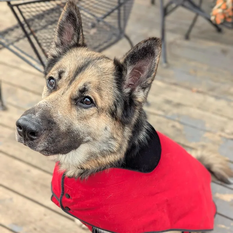 Coby Jack D thumbnail 4