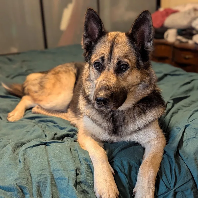 Coby Jack D thumbnail 6