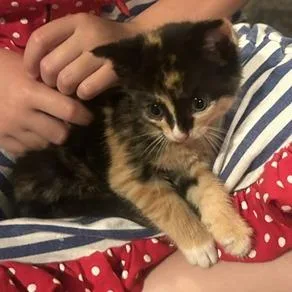 A baby small-sized female Calico Domestic Short Hair cat named Alex for adoption in Medina, OH