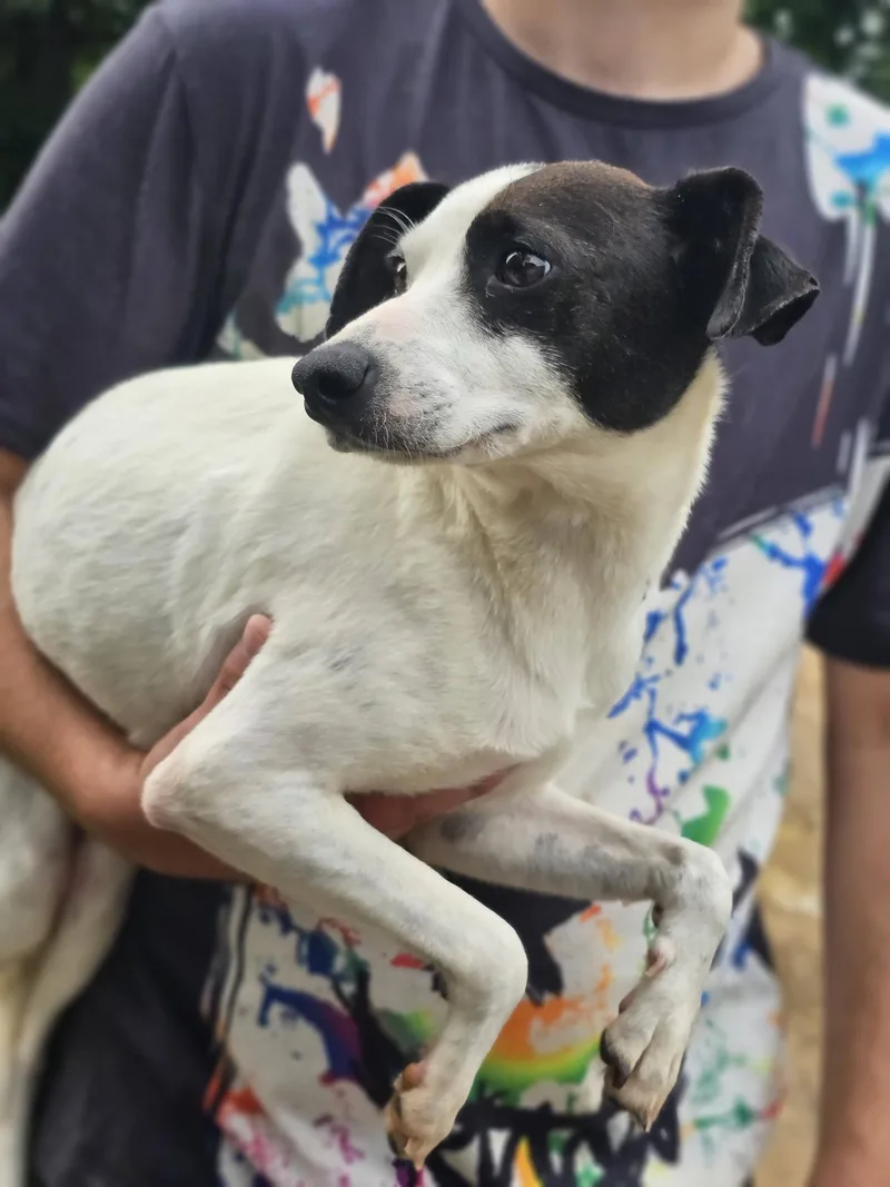 An adult small-sized female Black Terrier dog named Keali for adoption in Fort Payne, AL