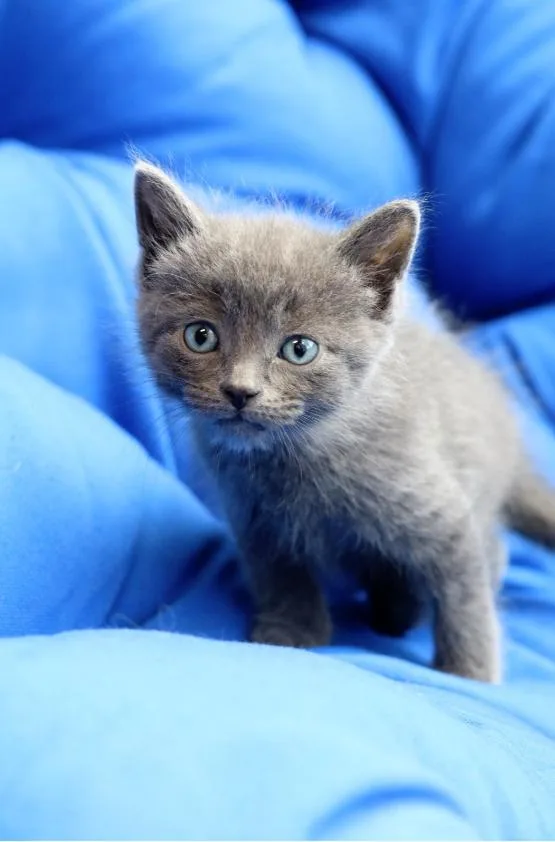 A baby medium-sized male Gray / Blue / Silver Domestic Short Hair cat named Breezy for adoption in Chicago, IL