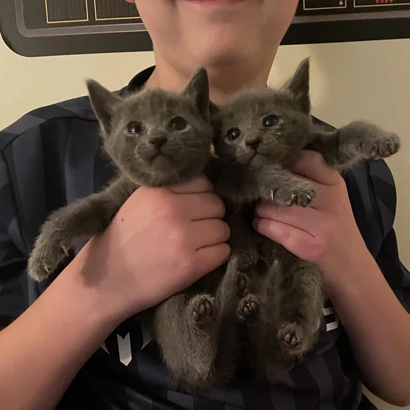 A baby small-sized female Gray / Blue / Silver Domestic Short Hair cat named Guacamole for adoption in Middle Village, NY