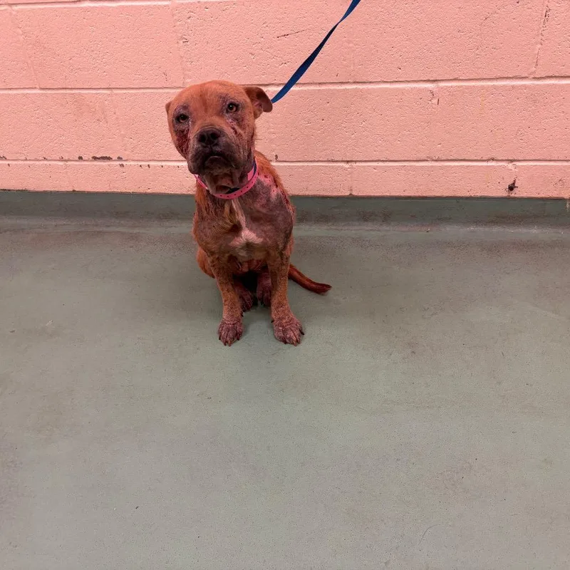 A young medium-sized female Brown / Chocolate Mixed Breed dog named Nerf for adoption in Memphis, TN