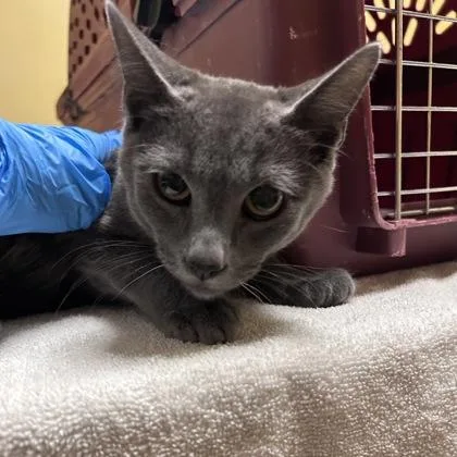 A baby medium-sized male Domestic Short Hair cat named Taco for adoption in Merriam, KS