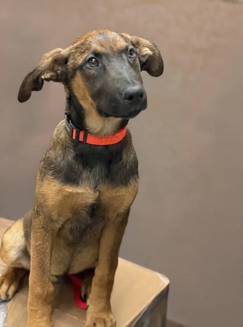 A young medium-sized male Shepherd dog named Winchester for adoption in Orange, CA