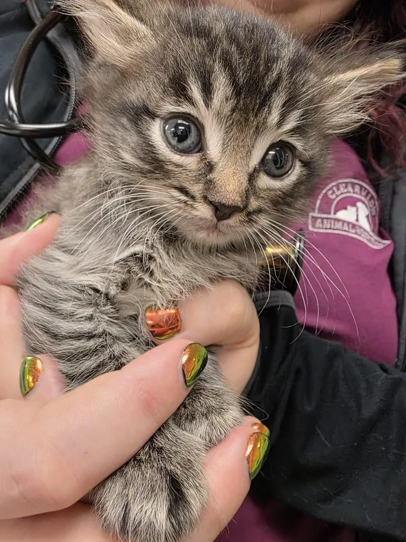 A baby medium-sized female Tabby (Buff / Tan / Fawn) Tabby cat named Chamomile for adoption in Sammamish, WA