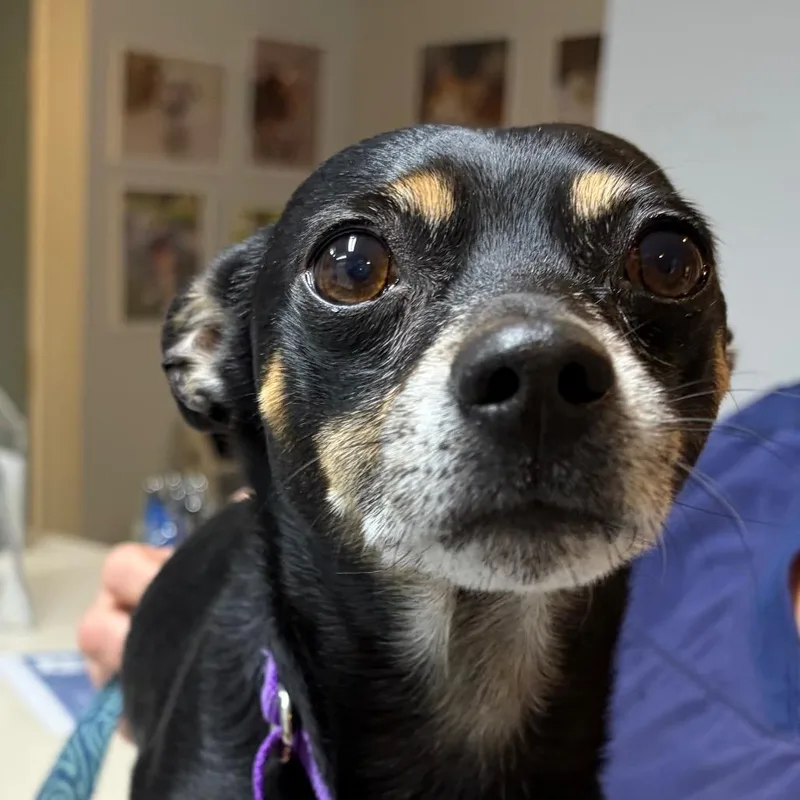 An adult small-sized male Black Miniature Pinscher dog named Chucho for adoption in Scituate, MA