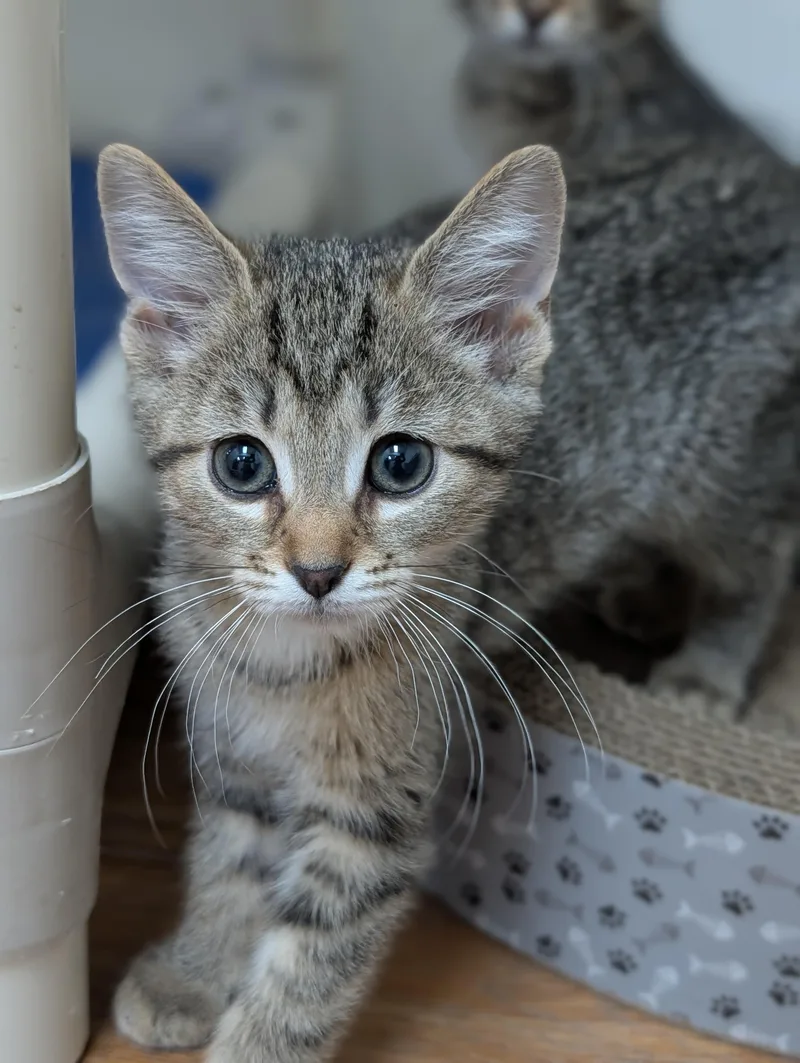 A young medium-sized female Tabby (Buff / Tan / Fawn) Domestic Short Hair cat named Cb for adoption in Decatur, IL